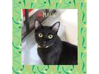 Adopt Magic a Black (Mostly) Domestic Shorthair (short coat) cat in Gilroy
