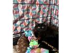 Adopt Luna a All Black Domestic Shorthair (long coat) cat in Gilroy