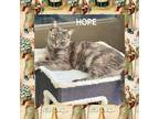 Adopt Hope a Calico or Dilute Calico Domestic Shorthair (short coat) cat in