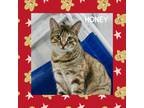 Adopt Honey a Tiger Striped Domestic Shorthair (short coat) cat in Gilroy