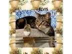 Adopt Elvis a Gray, Blue or Silver Tabby Domestic Shorthair (short coat) cat in
