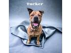 Adopt Tucker a White Mastiff / Mixed Breed (Medium) / Mixed (short coat) dog in