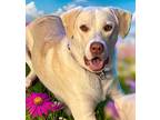 Adopt Jade a Tan/Yellow/Fawn Labrador Retriever / Mixed Breed (Medium) / Mixed