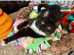 Adopt Lexi a Black & White or Tuxedo Domestic Mediumhair (medium coat) cat in