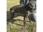 Adopt Charlie a Brindle Plott Hound / Mixed dog in Greeneville, TN (40834796)