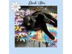 Adopt Dark Star a All Black Domestic Shorthair (short coat) cat in Gilroy