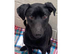 Adopt David a Black Labrador Retriever / Terrier (Unknown Type