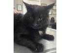 Adopt Michael a Black (Mostly) Domestic Shorthair (short coat) cat in