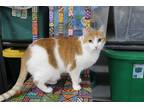 Adopt Daisy a Orange or Red Domestic Shorthair (short coat) cat in Gilroy