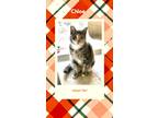 Adopt Chloe a Calico or Dilute Calico Calico (short coat) cat in Gilroy