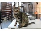 Adopt Chipper a Tiger Striped Domestic Shorthair (short coat) cat in Gilroy