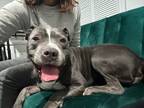 Adopt Abby a Gray/Silver/Salt & Pepper - with White American Pit Bull Terrier /