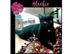 Adopt Blackie a Black (Mostly) Domestic Shorthair (short coat) cat in Gilroy