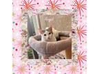 Adopt Angel a White (Mostly) Domestic Shorthair (short coat) cat in Gilroy