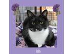 Adopt Billy a Black & White or Tuxedo Domestic Shorthair (short coat) cat in