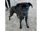 Adopt Stan* a Black American Pit Bull Terrier / Mixed dog in El Paso