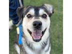 Adopt Roo Pawl* a White Siberian Husky / Mixed dog in El Paso, TX (40688229)
