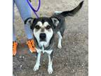 Adopt Rogers* a Black Border Terrier / Mixed dog in El Paso, TX (40688751)