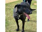 Adopt Line* a Black Shepherd (Unknown Type) / Mixed dog in El Paso