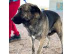 Adopt Eggbert* a Brown/Chocolate Anatolian Shepherd / Mixed dog in El Paso