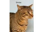 Adopt Simba - Center a Brown Tabby Domestic Shorthair / Mixed (short coat) cat