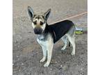 Adopt Jupiter* a Black German Shepherd Dog / Mixed dog in El Paso, TX (40734382)