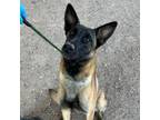 Adopt Dobby* a Brown/Chocolate Belgian Malinois / Mixed dog in El Paso