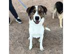 Adopt *Akaro a White Australian Shepherd / Mixed dog in El Paso, TX (40688653)
