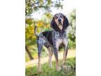 Adopt George a Black Bluetick Coonhound / Mixed dog in Newport, KY (40829599)