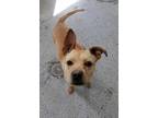 Adopt Layla a Tan/Yellow/Fawn Mixed Breed (Large) / Mixed dog in Greenville