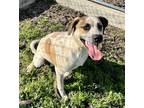 Adopt Ringo a Brindle Hound (Unknown Type) / Mixed Breed (Medium) / Mixed (short