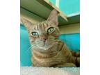 Adopt Scott a Orange or Red Domestic Shorthair / Mixed Breed (Medium) / Mixed
