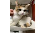 Adopt Daffy a Brown Tabby Domestic Shorthair / Mixed Breed (Medium) / Mixed