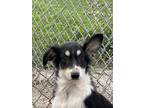 Adopt Sid a Merle Husky / Mixed Breed (Medium) / Mixed (short coat) dog in Fond