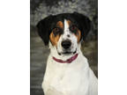 Adopt Peppermint a Black Treeing Walker Coonhound / Mixed Breed (Medium) / Mixed