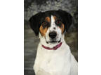 Adopt Peppermint a Black Treeing Walker Coonhound / Mixed dog in Fond du Lac
