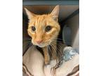 Adopt Scotty a Orange or Red Tabby Domestic Shorthair (short coat) cat in Grass