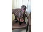 Adopt Farmie a Black Mixed Breed (Medium) / Mixed dog in Greenville