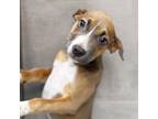 Adopt Sasha a Tan/Yellow/Fawn Mixed Breed (Medium) / Mixed dog in Atlanta