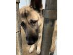 Adopt Moose a German Shepherd Dog / Mixed dog in Addison, TX (40831686)