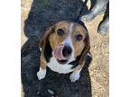 Adopt Vienna a Black Beagle / Mixed dog in Moncks Corner, SC (40833513)