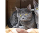 Adopt Ramona a Gray or Blue Domestic Shorthair / Domestic Shorthair / Mixed cat