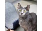 Adopt Beezus a White Domestic Shorthair / Domestic Shorthair / Mixed cat in