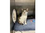 Adopt Sunshine a White Domestic Shorthair / Domestic Shorthair / Mixed cat in
