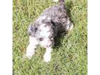 Mutt Puppy for sale in Iowa Park, TX, USA