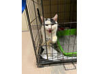 Adopt #31 Woodpecker a White Domestic Shorthair / Domestic Shorthair / Mixed cat