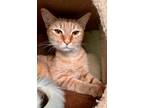 Adopt Reed a Orange or Red Domestic Shorthair / Mixed Breed (Medium) / Mixed