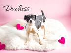 Adopt Duchess a Black American Pit Bull Terrier / Mixed Breed (Medium) / Mixed