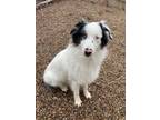 Adopt Cotton Candy a White Australian Shepherd / Australian Shepherd / Mixed