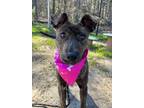 Adopt Venus a Brindle Terrier (Unknown Type, Small) / Mixed dog in Moncks